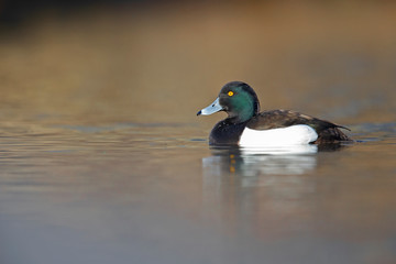 A adult male tufted duck (Aythya fuligula) swimming and foraging in a city pond in the capital city of Berlin Germany.	