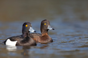 An adult male and female tufted duck (Aythya fuligula) swimming and foraging in a city pond in the capital city of Berlin Germany.	