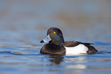 A adult male tufted duck (Aythya fuligula) swimming and foraging in a city pond in the capital city of Berlin Germany.	