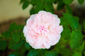 Beautiful colorful pink roses flower in the garden
