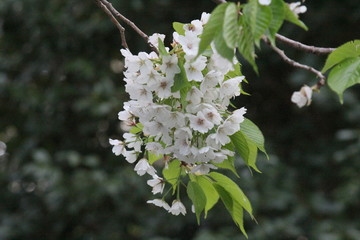 桜　日本