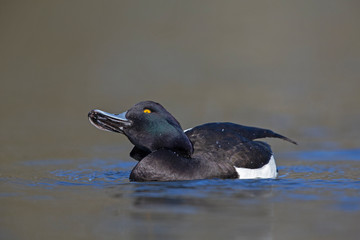 An adult male tufted duck (Aythya fuligula) preening and scratching in a city pond in the capital city of Berlin Germany.	