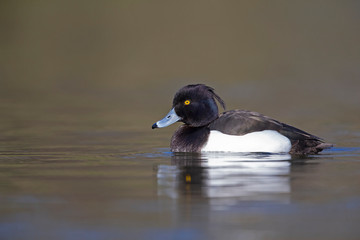 A adult male tufted duck (Aythya fuligula) swimming and foraging in a city pond in the capital city of Berlin Germany.	