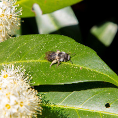Bee on a leaf 2