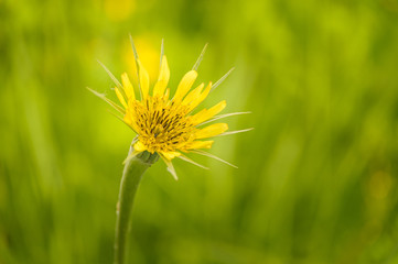 Żółty kwiat. © Tomasz