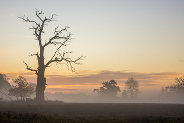 Plakat lone oak in an empty field at sunrise