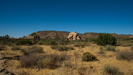 das einzigartige Naturschutzgebiet des Joshua Tree Nationalpark in Amerika