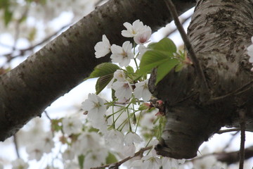 桜　日本