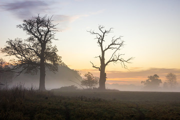 Fototapeta na wymiar lone oak in an empty field at sunrise