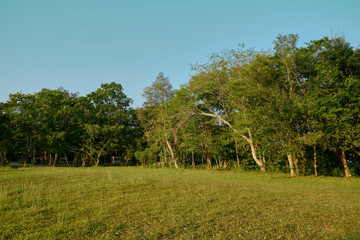  green tropical forests with clear skies