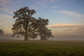 Plakat lone oak in an empty field at sunrise