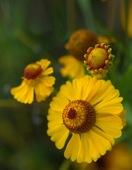Bright yellow flowers on a green background
