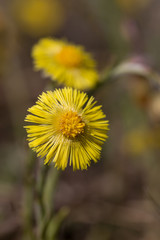 coltsfoot flowers in spring