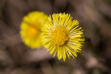 yellow coltsfoot flowers