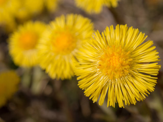coltsfoot flowers in spring closeup