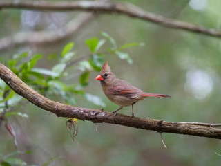 Northern Cardinal