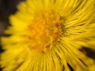 coltsfoot flower close up