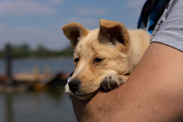 Puppy held in arms by his owner. Cute, adorable baby animals