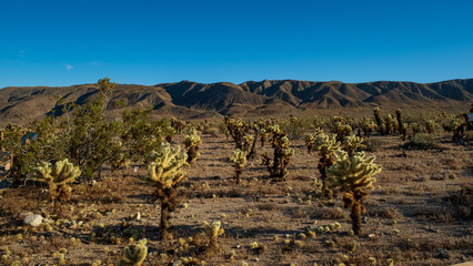 die Cholla Kakteen vor den Bergen des Joshua Tree Nationalpark