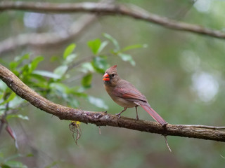 Northern Cardinal