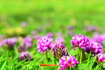 purple flowers in the garden