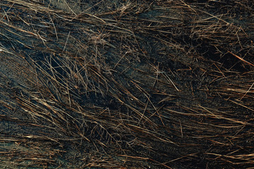 dry grass swims in the river