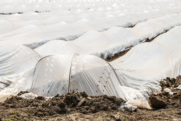 low greenhouses, covered with polyethylene, stand in rows, growing vegetables,