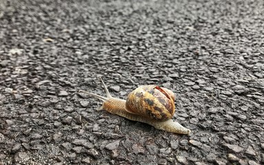 Close up of a snail slithering across a pavement in a residential area