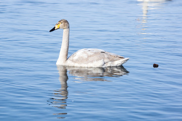 White swans swimming in the nonfreezing winter lake