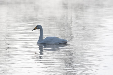 White swans swimming in the nonfreezing winter lake