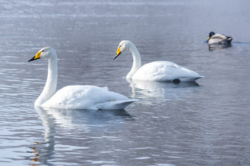 Obraz premium White swans swimming in the nonfreezing winter lake