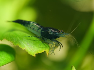 Garnele Neocaridina Blue Rili 