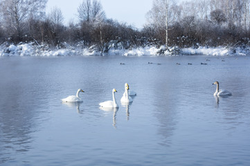 White swans swimming in the nonfreezing winter lake