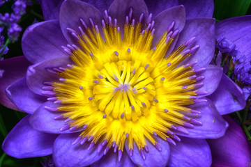 blue and yellow lotus flower