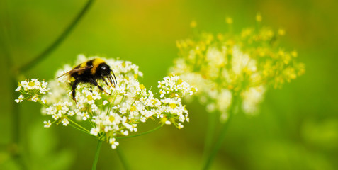 Bumblebee close up in its natural habitat - obrazy, fototapety, plakaty