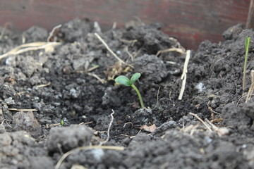 young plant in soil