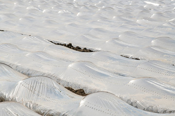 low greenhouses, covered with polyethylene, stand in rows, growing vegetables,