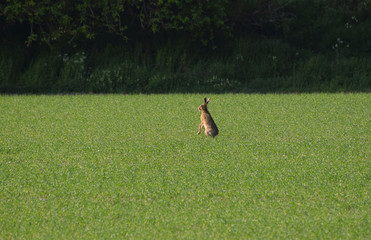 Brown hare in wheat shoots in Spring in the UK © Amani A