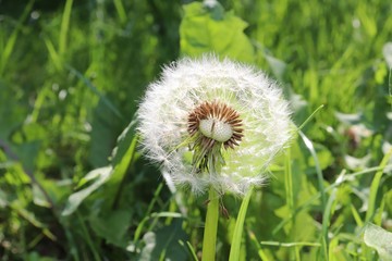 Fleur de pissenlit au printemps sur fond d'herbe - Département du Rhône - France