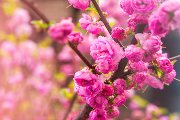 Natural texture of flowering trees. Blossom trees closeup as a place for text. Greeting card background of pink sakura flowers and copy space.