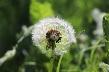 Fleur de pissenlit au printemps sur fond d'herbe - Département du Rhône - France