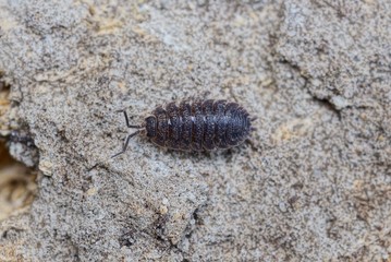one small brown insect wood louse is sitting on gray earth in nature