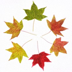 autumn leaves on white quartz