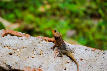 lizard on the rock