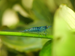 Garnele Neocaridina Blue Rili 