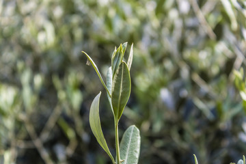 Olive tree branch with leaves and small spider, olive tree leaves close-up - Image