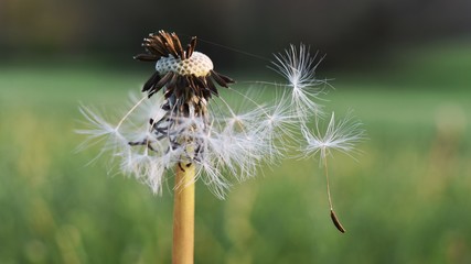 Dandelion seeds floating and falling away