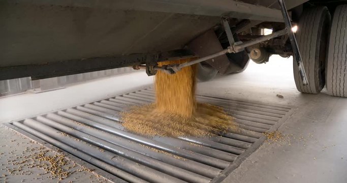 soybeans unloaded from harvest semi truck to elevator