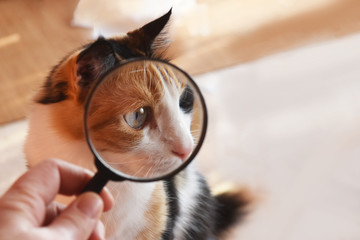 Close up on a cat face with a magnifier