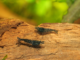 Garnele Neocaridina Blue Rili 